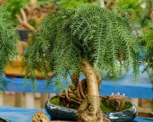 澳洲杉的繁殖方法