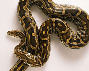 怎样的蟒蛇不要养