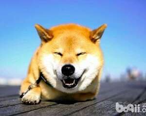 柴犬智商高吗？柴犬智商怎么样？