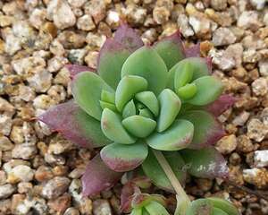 脑洞再开：如何区分多肉植物蔓莲和梅丽格以及所谓红蔓莲与翡翠塔