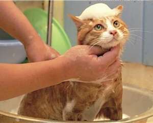 怎么训练猫不怕水