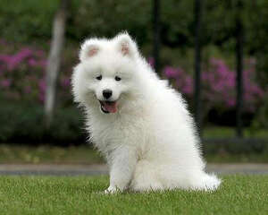 爱斯基摩犬和萨摩耶的区别