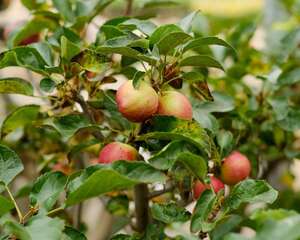 海棠树移栽时间