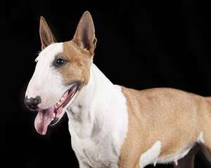 牛头梗性格特点大解析