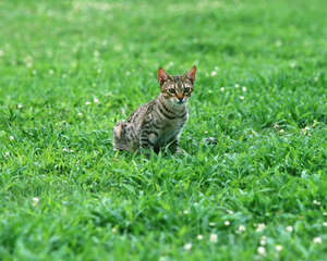被自家猫咪咬出血需要打疫苗吗