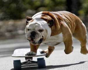 英国斗牛犬一只多少钱?影响英国斗牛犬价格的因素有哪些?