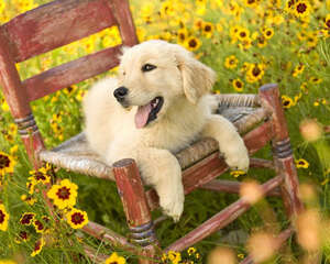 带狗狗出游必备小清单