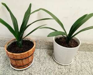 刚买的君子兰怎么养