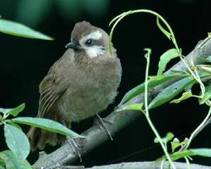 遛画眉鸟的时机及禁忌
