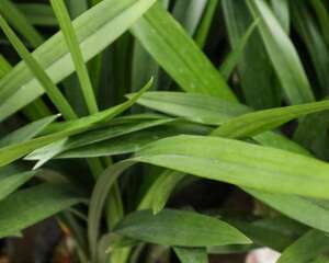 兰花的种植方法和技巧