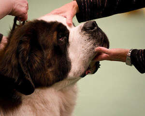 能给狗狗吃蔬菜吗