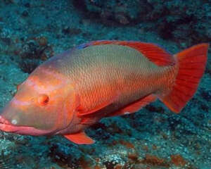 赤红龙的饲养环境