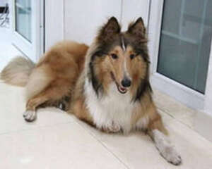 如何帮助胆小狗狗不害怕进食