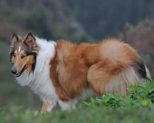 苏格兰牧羊犬修剪指甲的办法
