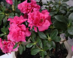 杜鹃花一年开几次花