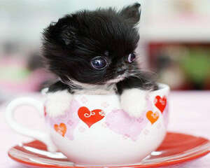 茶杯犬饲养常识