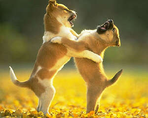 为你解析狗狗打架的原因