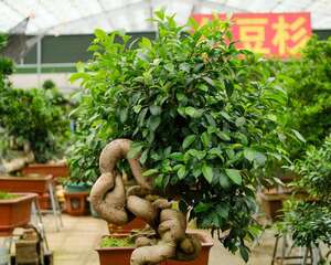 人参榕如何修剪（季节、造型方法）