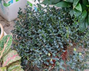 金鱼吊兰冬季怎么养