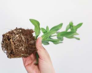 洋桔梗的养殖方法和注意事项