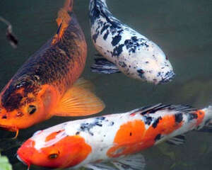观赏鱼天然饵料的优缺点