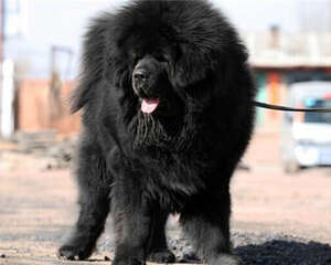 藏獒的形态特征
