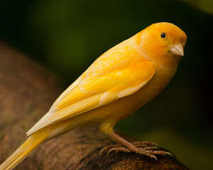 金丝雀的人工饲养方法