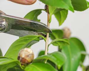 茶花嫁接用什么砧木好，茶花嫁接方法