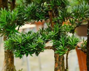 罗汉松种在什么位置好，有什么风水寓意