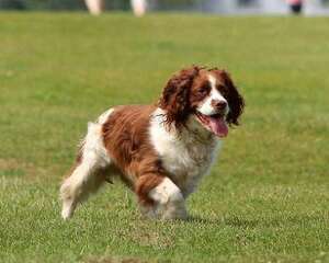 英国跳猎犬多少钱一只？英国跳猎犬价格