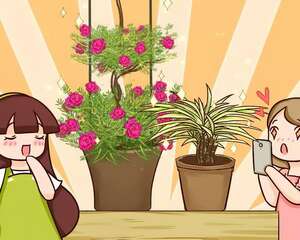 5块钱的吊兰，3年养成老桩，变成小树，你信吗？