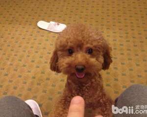 狗狗吃便便怎么办？狗狗为什么吃便便