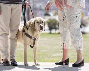 导盲犬价格是多少，导盲犬多少钱一只？