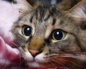 优质猫粮也需要试用其安全性