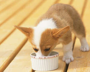 如何判断狗狗是否饥饿