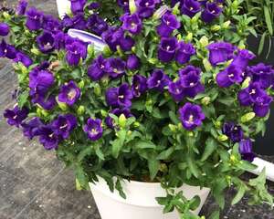 风铃草病虫害及防治方法