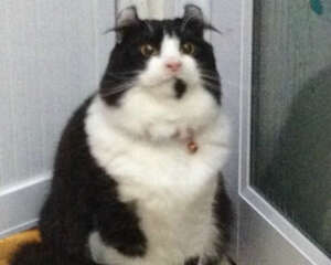 猫咪营养手册之营养和健康息息相关