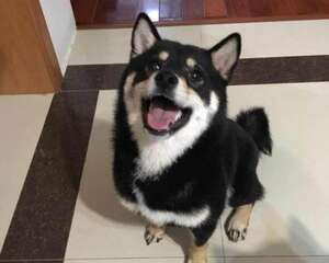 黑柴犬多少钱一只