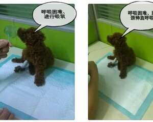 一例泰迪犬吃”多”了的恶果病例