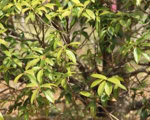 桂花怎样保存香味