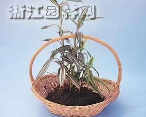制作家庭组合盆栽实例—富贵竹 一串红系列