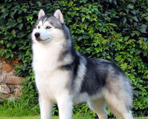 牛膝骨对于狗狗磨牙有好处吗