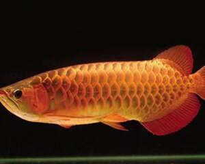 水族箱色温的概念