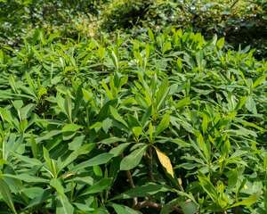 结香冬天养殖的禁忌