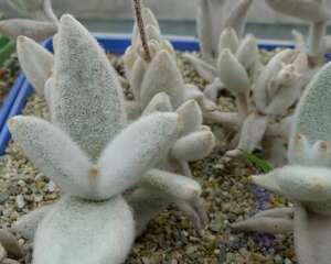 白兔耳(Kalanchoe eriophylla)的养护方法