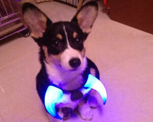 狗狗腹泻的原因有哪些