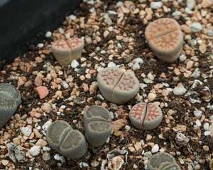 生石花怎么水培