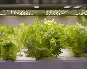 生菜可以生吃吗，怎么做好吃