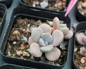 多肉修根后多久上盆