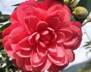 冬天养盆它，花大色艳开爆盆，红红火火最旺家！